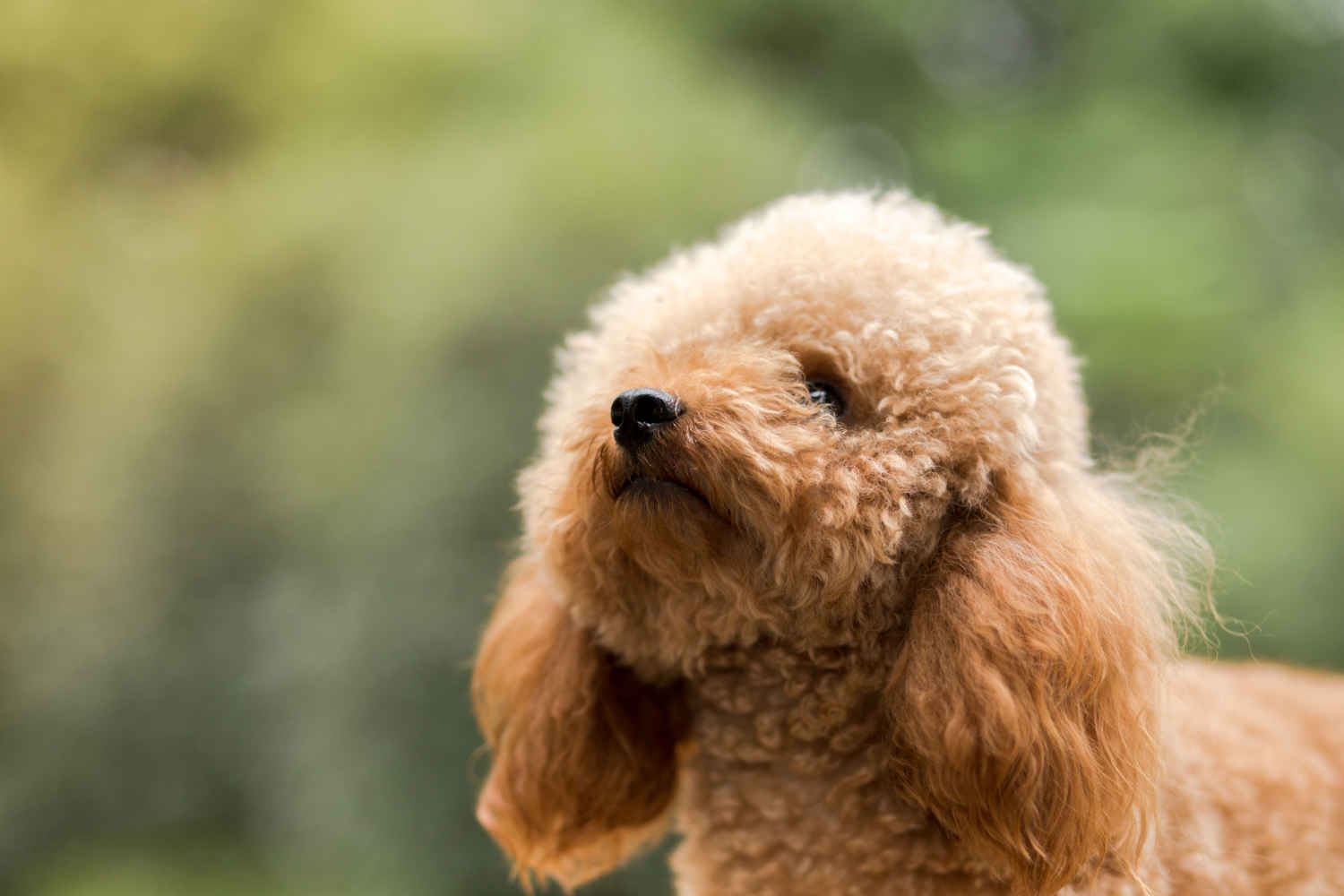 How did you handle house-training your Poodle puppy?